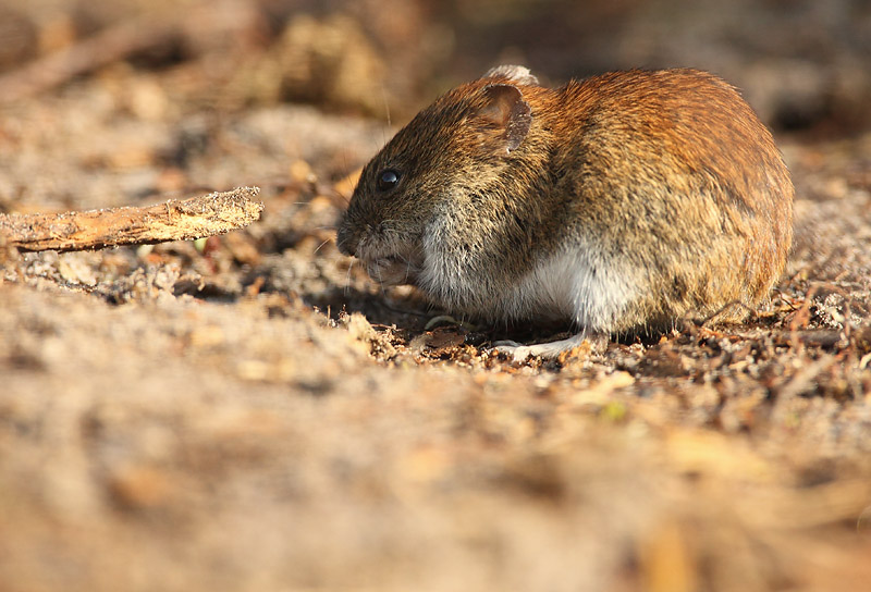 Bank vole - Rosse Woelmuis, Clethrionomys glareolus