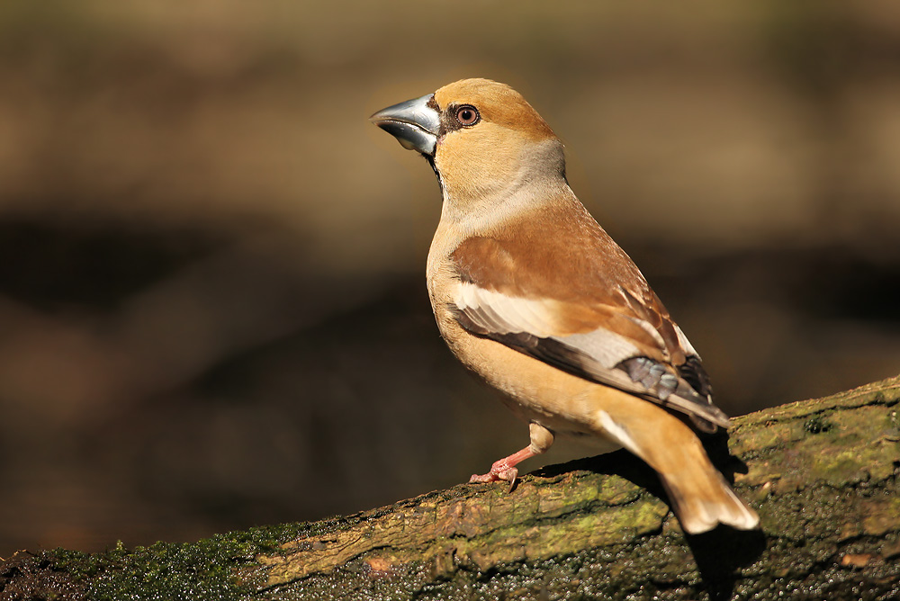 Appelvink - Hawfinch