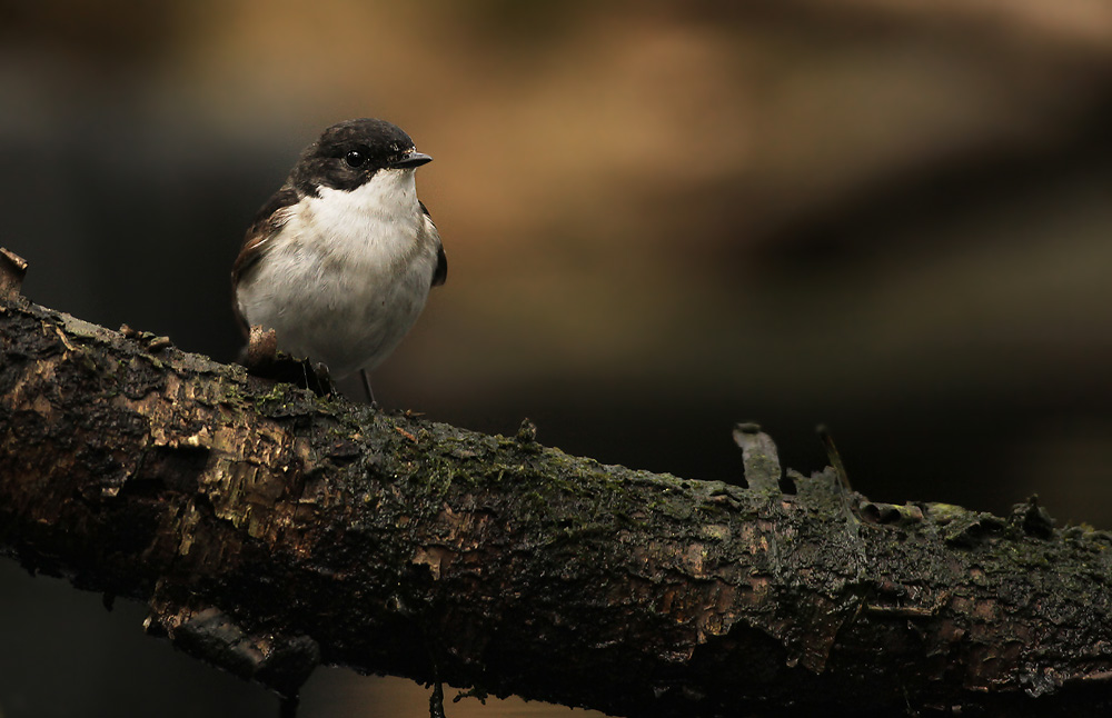 Bonte Vliegenvanger - Pied Flycatcher