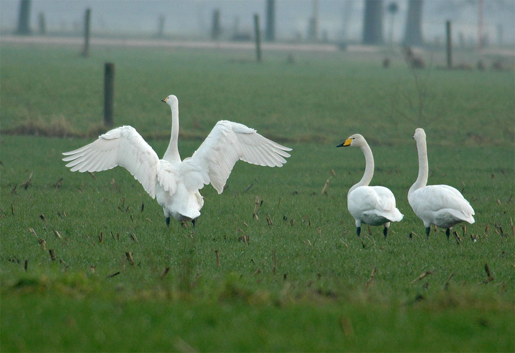 Whooper swan - wintering adults - 07/01/06