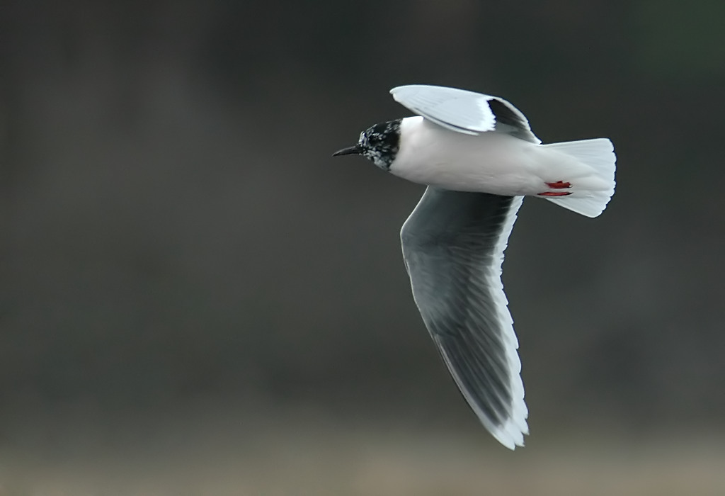 Little gull - Larus minutus - Stappersven, 23/04/06