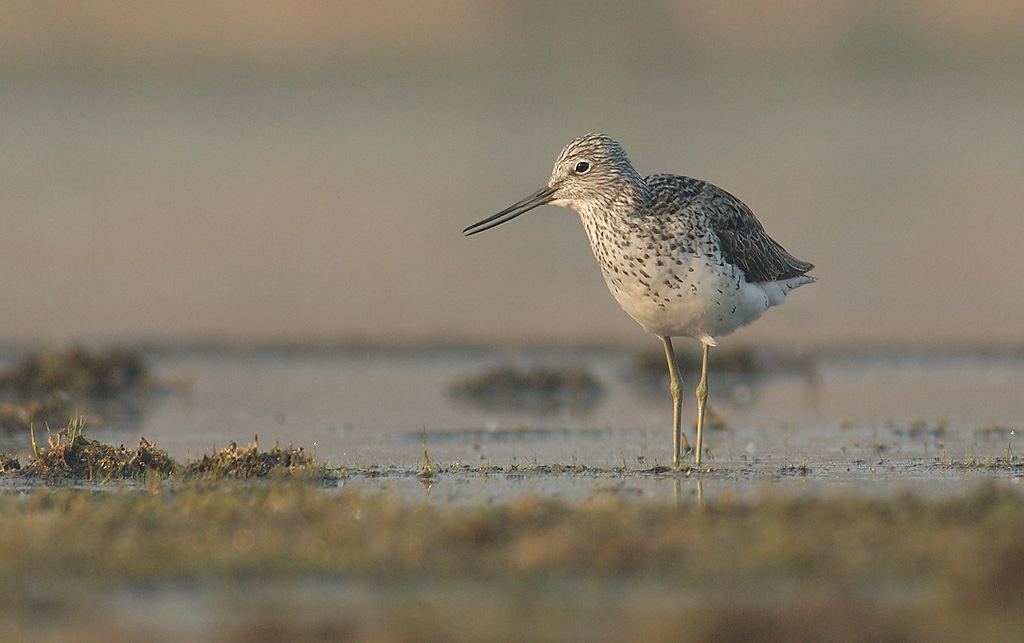 Greenshank - Tringa nebularia