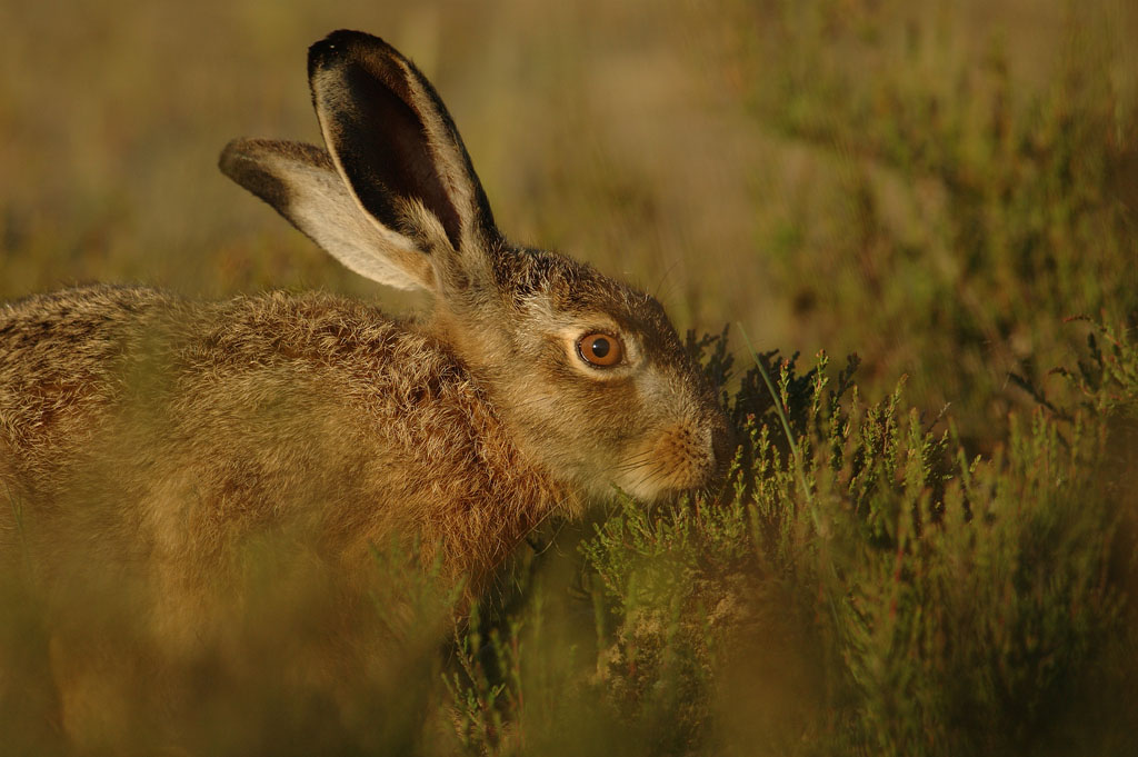 Hare - Lepus europaeus - 12/06/06