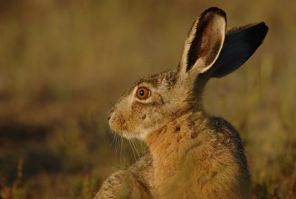 Hare - Lepus europaeus - 12/06/06