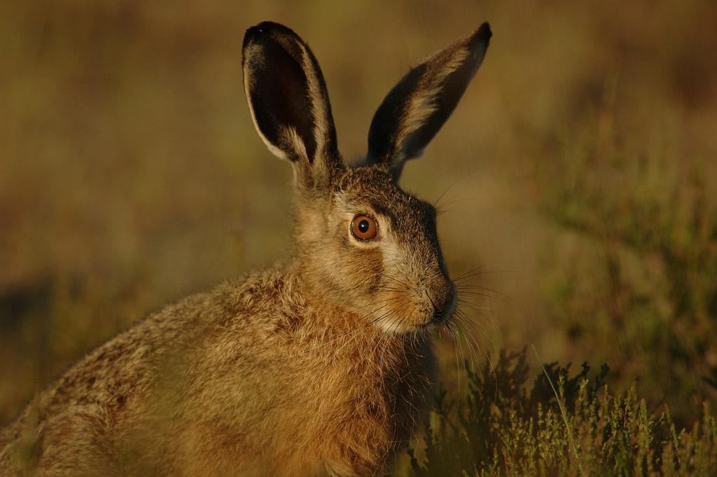 Hare - Lepus europaeus - 12/06/06