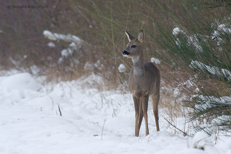 Roe Deer - Ree