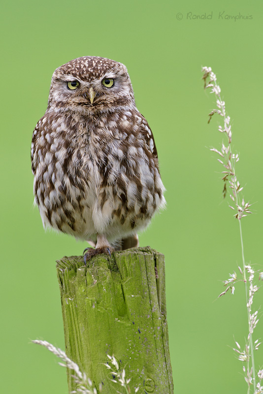 Little Owl - Steenuil