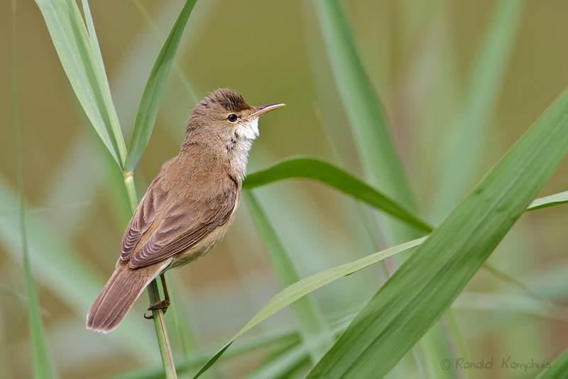 Eurasian-reedwarbler - Kleine karekiet