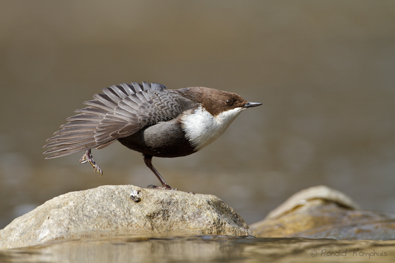 White-throuted Dipper -  Zwartbuikwaterspreeuw