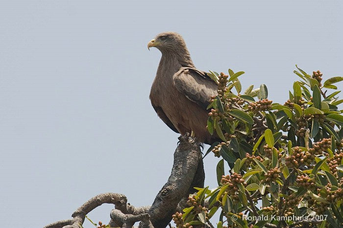 Black kite - Zwarte wouw
