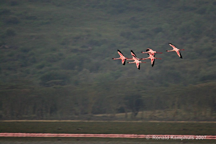 Lesser Flamingo - Kleine flamingo