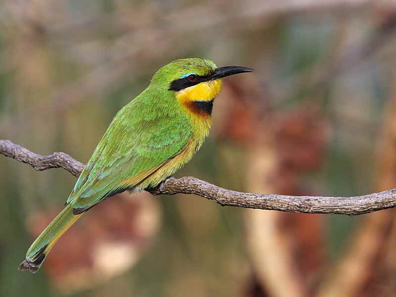 Little Bee-eater, Lake Tana Bahir Dar
