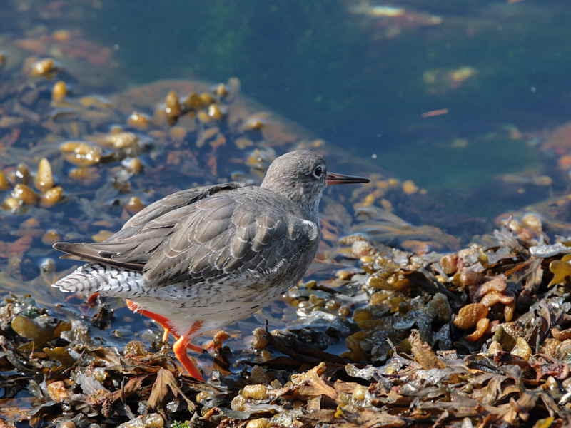 Redshank, Cardwell Bay, Gourock, Clyde