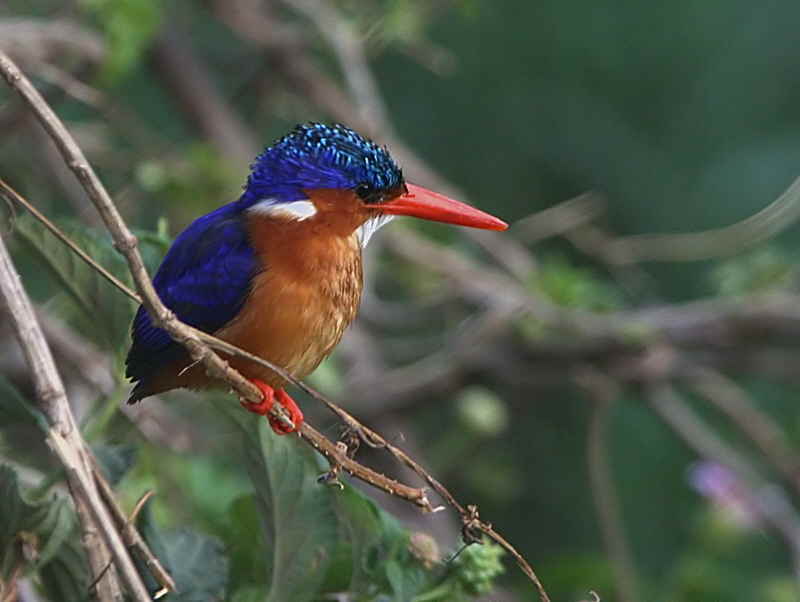 Malachite Kingfisher, Lake Awassa