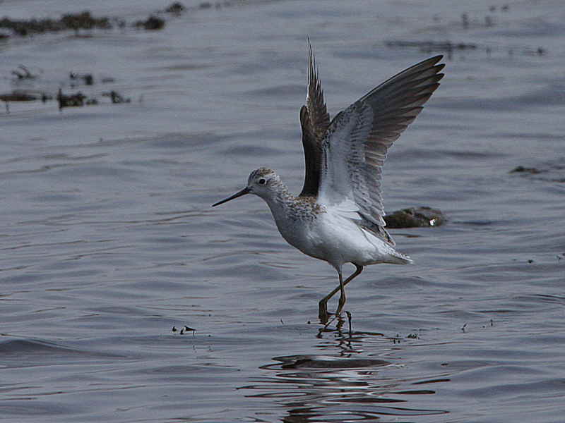 Marsh Sandpiper, Lake Beseka