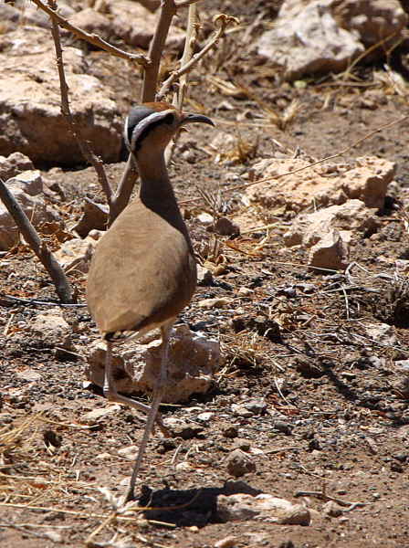 Somali Courser, near Yabello