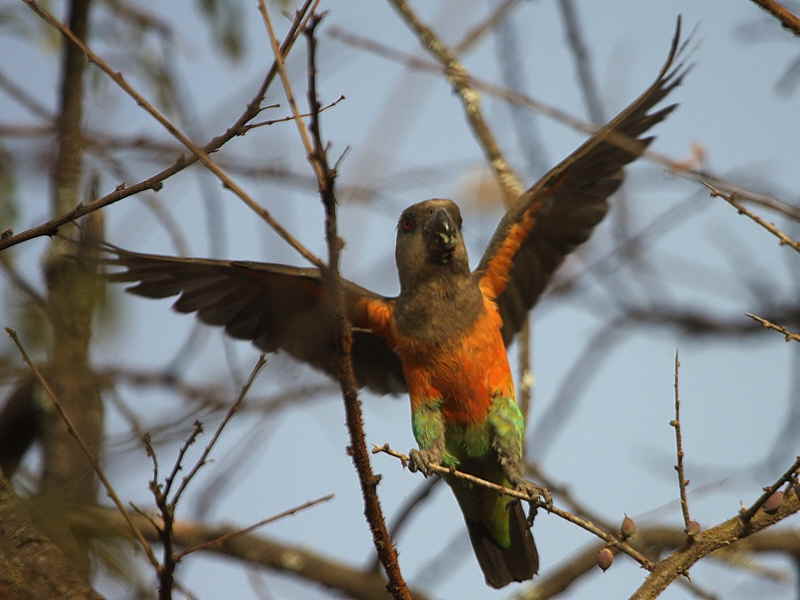 Orange-bellied Parrot, near Yabello