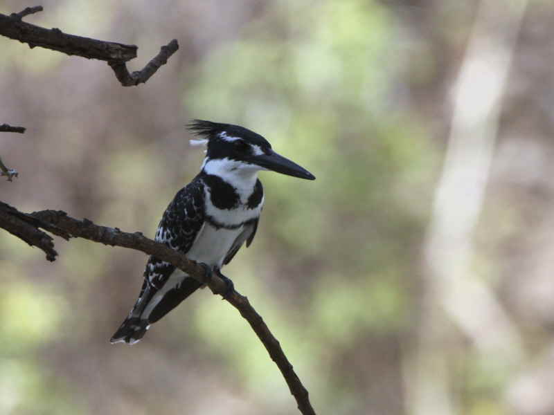 Pied Kingfisher, near Ankober