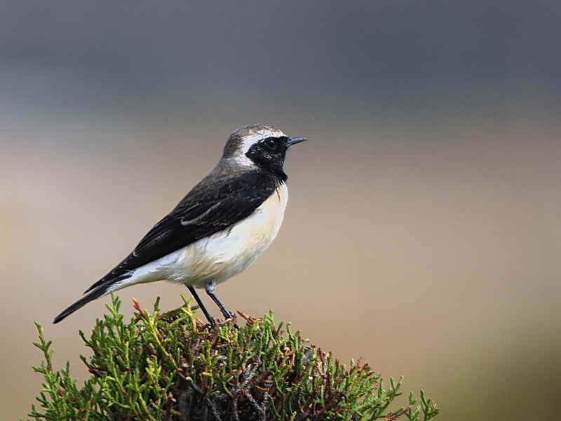 Pied Wheatear, Axum