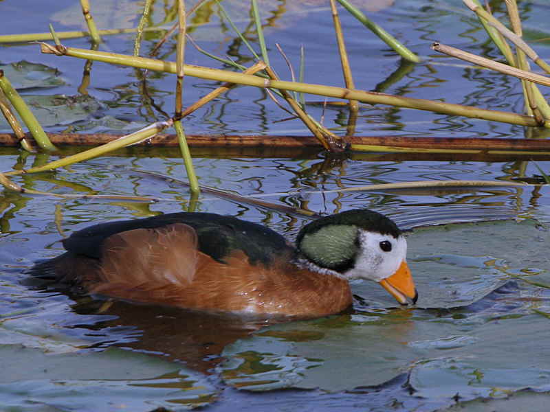 African Pygmy Goose, Lake Awassa