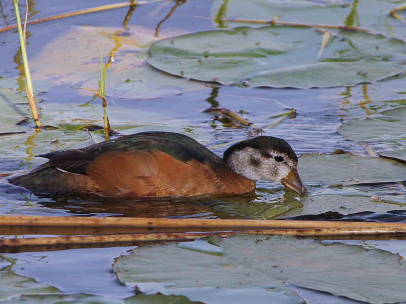 African Pygmy Goose, Lake Awassa