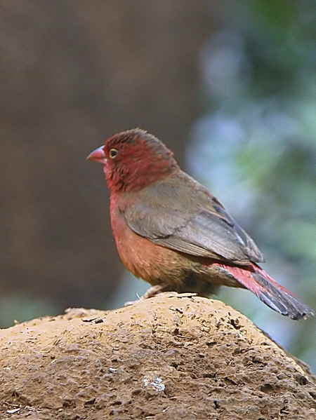 Red-billed Firefinch, Bahir Dar