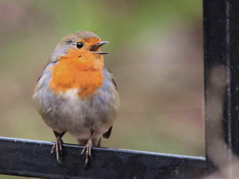 Robin, Dalzell Woods, Motherwell, Clyde