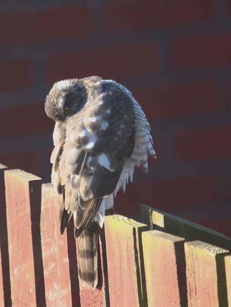 Sparrowhawk (female), Baillieston, Glasgow