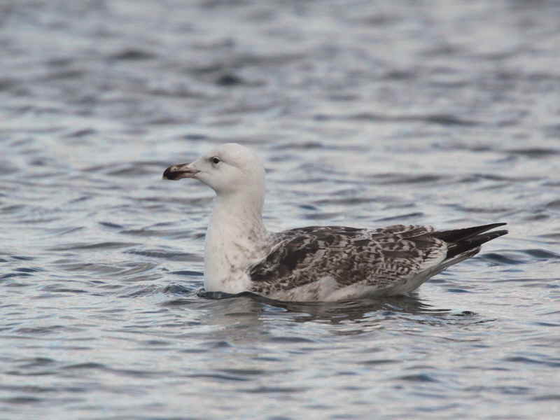 Great Black-backed Gull (2nd winter), Hogganfield Loch, Glasgow