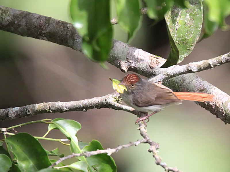 Chestnut-capped Flycatcher, Kakum NP, Ghana