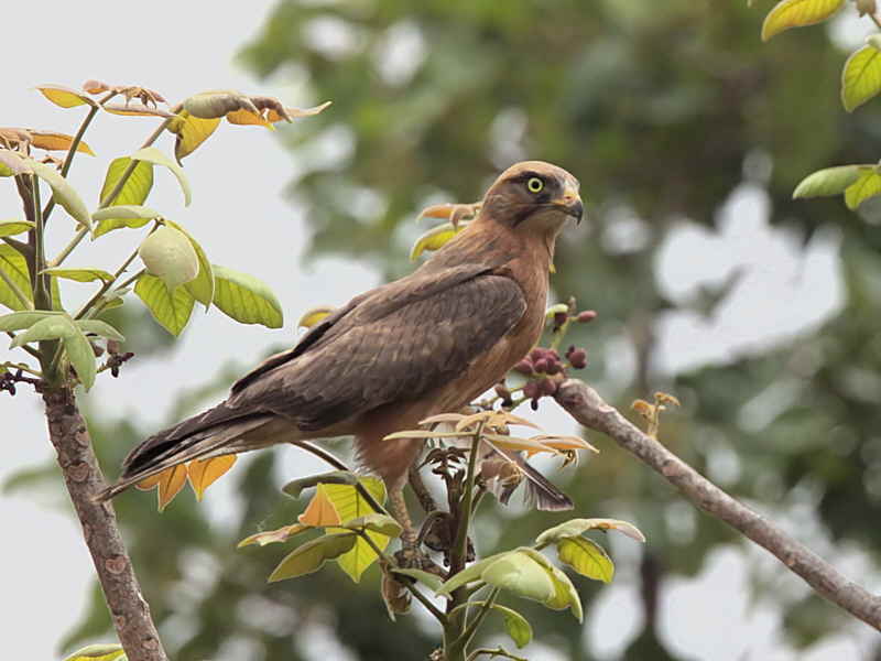 Grasshopper Buzzard, roadside near Kumasi, Ghana