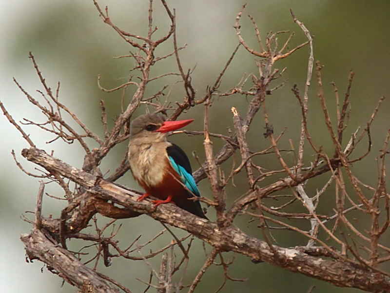 Grey-headed Kingfisher, Mole NP, Ghana