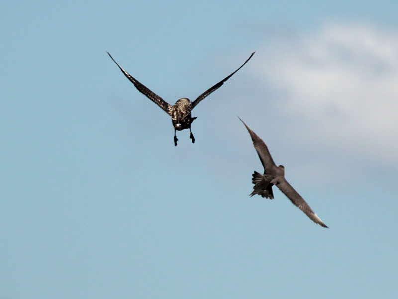 Great & Arctic Skua, Handa Island