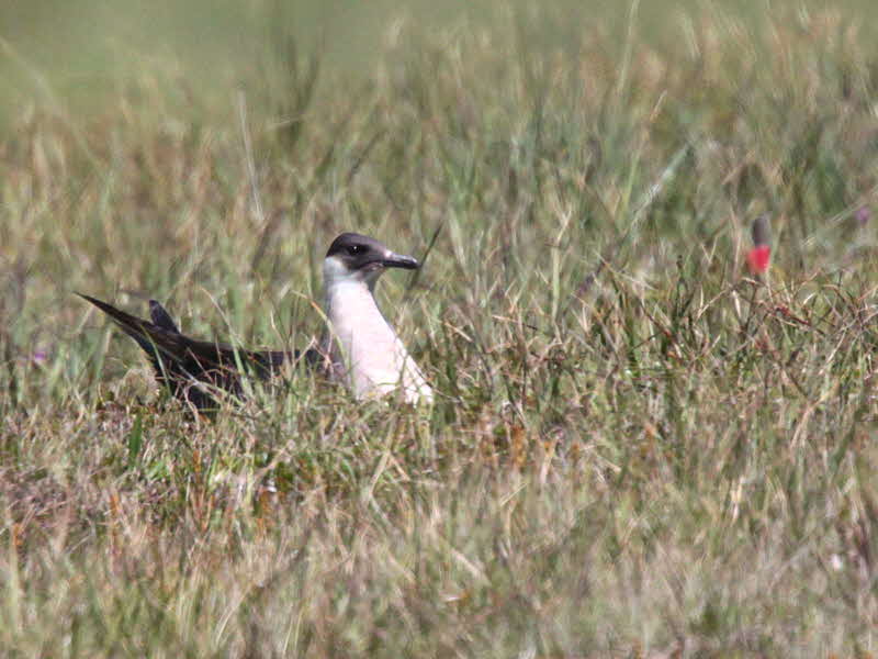 Pale phase Arctic Skua, Handa Island SWT Nature Reserve