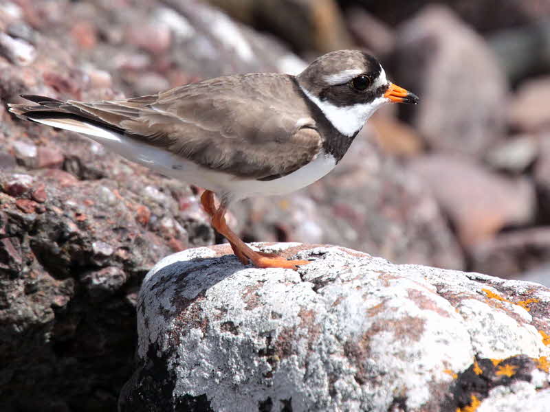 Ringed Plover, Handa Island SWT