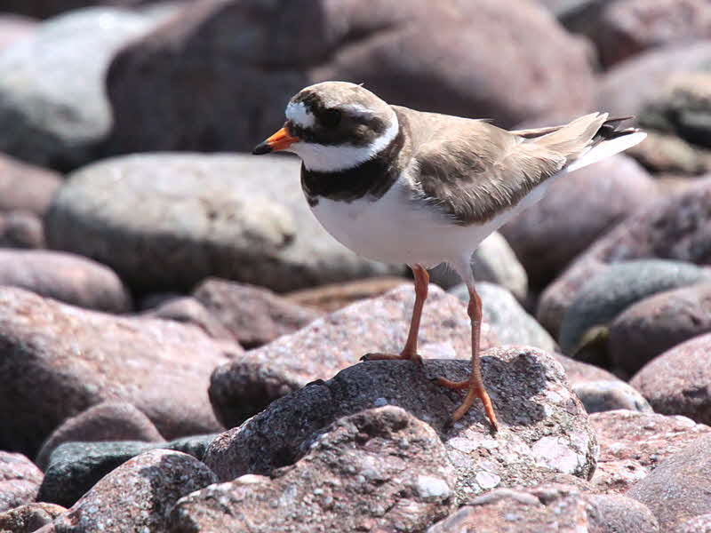 Ringed Plover, Handa Island SWT