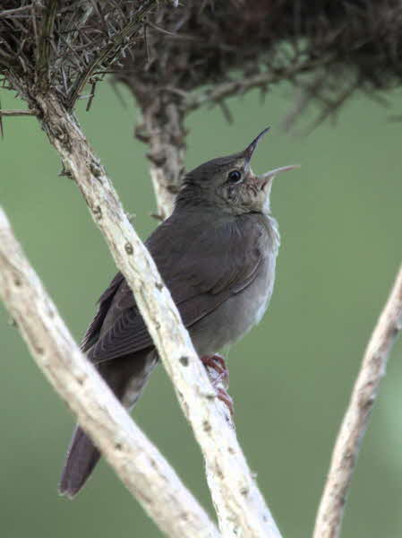 River Warbler, Applecross, Highland