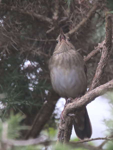 River Warbler, Applecross, Highland