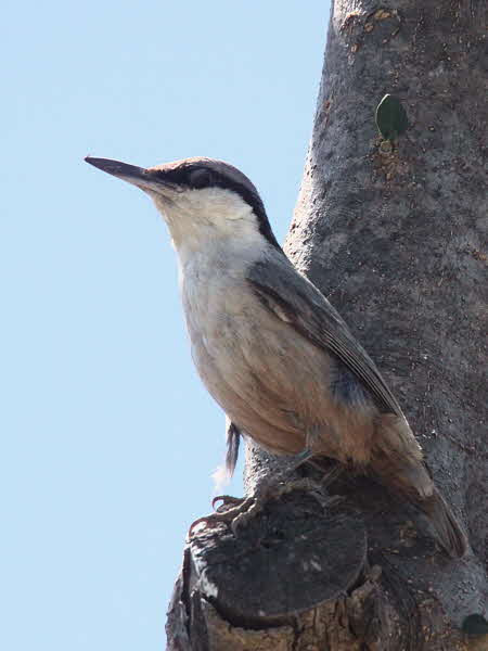 Western Rock Nuthatch, Caunos, Turkey