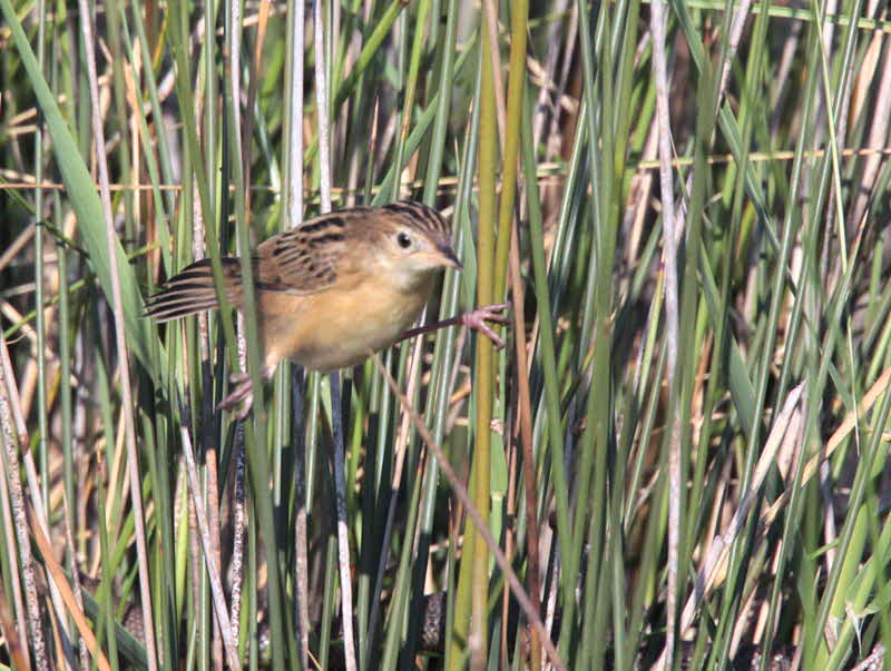 Zitting Cisticola, Dalyan, Turkey
