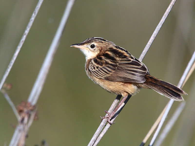 Zitting Cisticola, Dalyan, Turkey