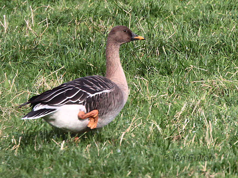Taiga Bean Goose, Fannyside Muir, Clyde