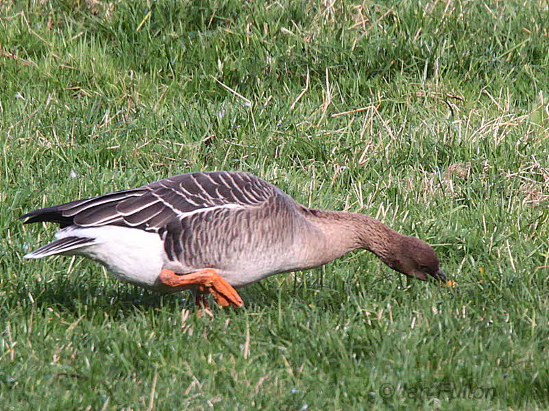 Taiga Bean Goose, Fannyside Muir, Clyde