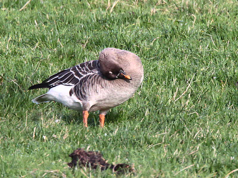 Taiga Bean Goose, Fannyside Muir, Clyde