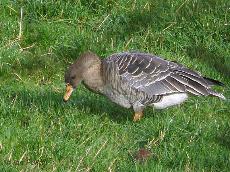 Taiga Bean Goose, Fannyside Muir, Clyde