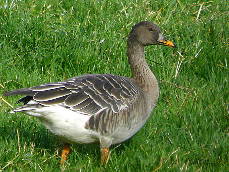 Taiga Bean Goose, Fannyside Muir, Clyde