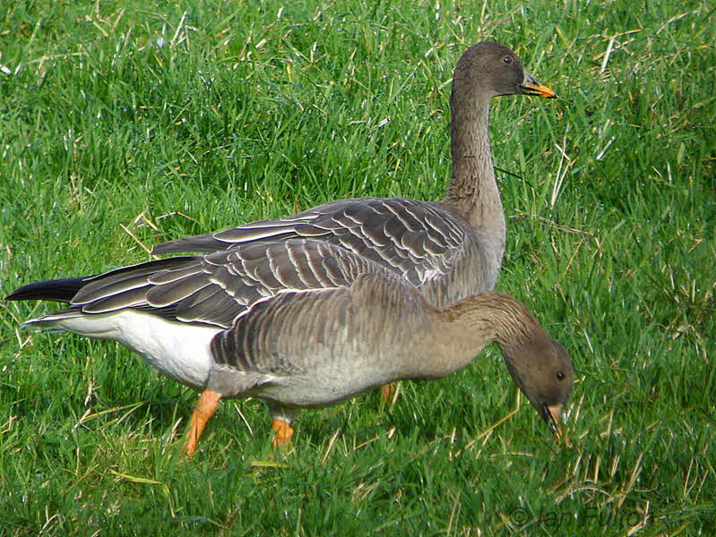 Taiga Bean Goose, Fannyside Muir, Clyde