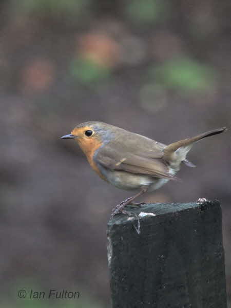 Robin, Baillieston, Glasgow