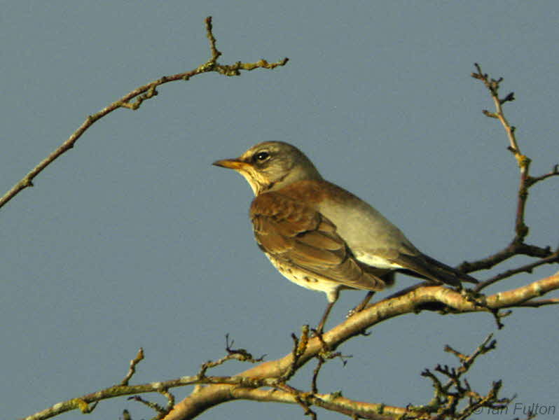Fieldfare, Merryton Haugh, Clyde