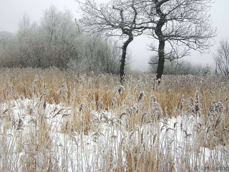 Bishop Loch woods, Glasgow